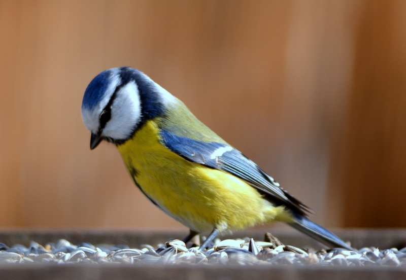 Cinciarella schizzinosa